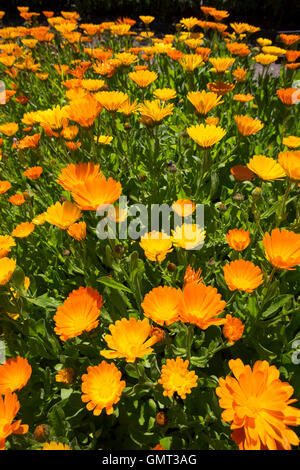 Ringelblume, Garten-Ringelblume, Calendula Officinalis, Ringelblume, Ruddles, gemeinsame Ringelblume, Garten-Ringelblume, englische marigol Stockfoto