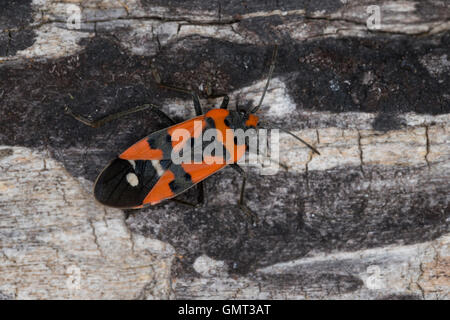 Ritterwanze, Ritter-Wanze, Lygaeus Equestris, schwarz und rot Bug, Ritter vgl. bug, Harlekin-Bug, Bodenwanzen, Langwanzen, Lygaeid Stockfoto