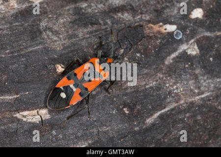 Ritterwanze, Ritter-Wanze, Lygaeus Equestris, schwarz und rot Bug, Ritter vgl. bug, Harlekin-Bug, Bodenwanzen, Langwanzen, Lygaeid Stockfoto