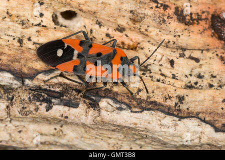 Ritterwanze, Ritter-Wanze, Lygaeus Equestris, schwarz und rot Bug, Ritter vgl. bug, Harlekin-Bug, Bodenwanzen, Langwanzen, Lygaeid Stockfoto