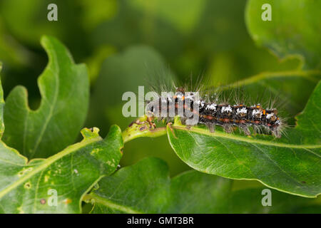 Schwan, Raupe, Euproctis Similis, Porthesia Similis, Sphrageidus Similis, gelb-Leitwerk, Gold-Tail, Goldtail Motte, Swan Moth, Cate Stockfoto
