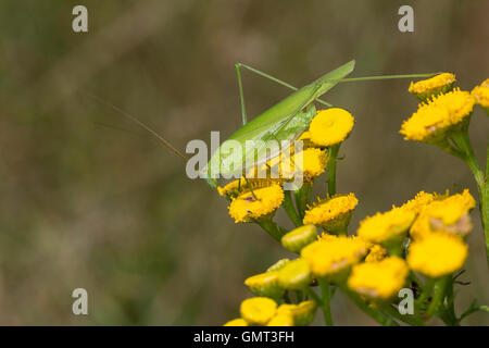 Gemeine Sichelschrecke, Weibchen, Phaneroptera Falcata, Sichel-Lager Bush-Cricket, Sichel-Lagerbuchse Cricket, Weiblich, Phanér Stockfoto