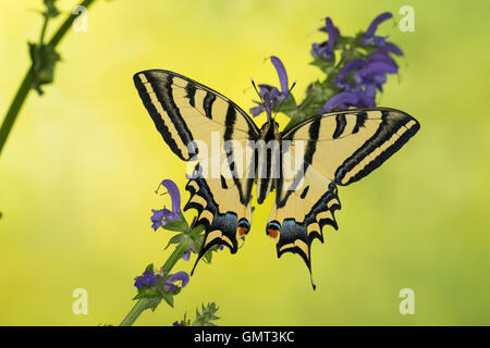 Südlicher Schwalbenschwanz, Alexanor-Schwalbenschwanz, Papilio Alexanor, Papilio Alexanor Eitschbergeri, südlichen Schwalbenschwanz, A Stockfoto