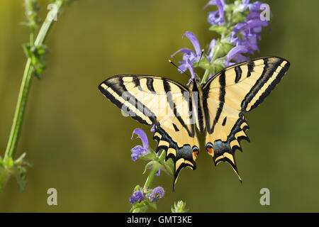 Südlicher Schwalbenschwanz, Alexanor-Schwalbenschwanz, Papilio Alexanor, Papilio Alexanor Eitschbergeri, südlichen Schwalbenschwanz, A Stockfoto