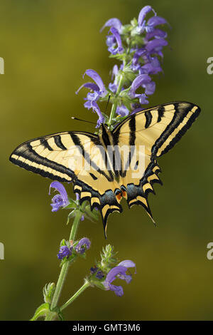 Südlicher Schwalbenschwanz, Alexanor-Schwalbenschwanz, Papilio Alexanor, Papilio Alexanor Eitschbergeri, südlichen Schwalbenschwanz, A Stockfoto