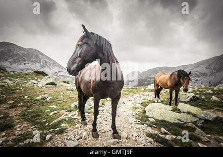 Wildpferde in Bergen. Pferd im Retezat-Gebirge, Rumänien. Stockfoto