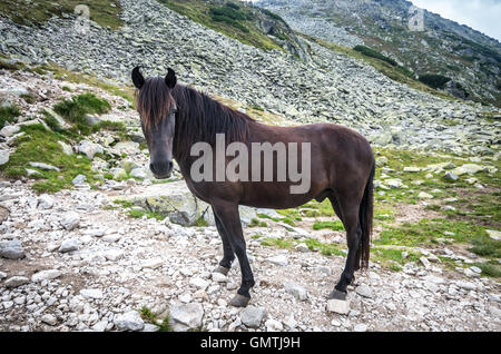 Wildpferde in Bergen. Pferd im Retezat-Gebirge, Rumänien. Stockfoto