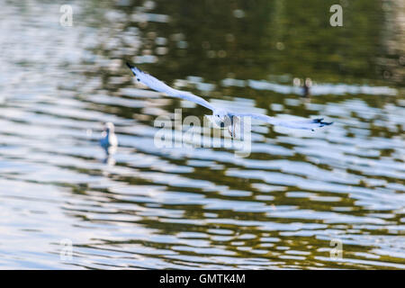 Möwe fliegen über serpentine Lake Hyde Park London Stockfoto