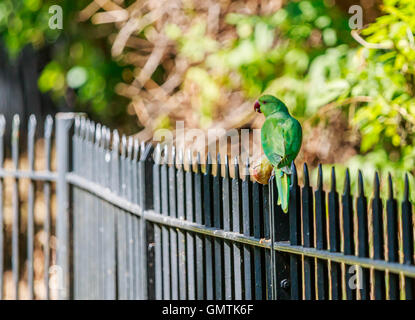 Ring-Hals Indien Sittich im Hyde Park von Hand fliegen rund um den Bereich gefüttert. Stockfoto