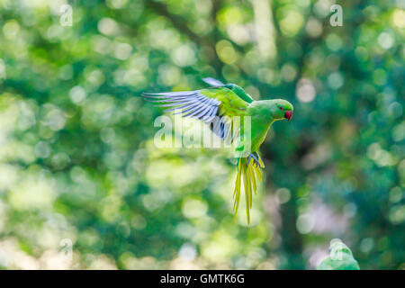 Ring-Hals indischen Sittich erfassen im Flug. Der Wellensittich flog auf Augenhöhe und war über den Boden. Stockfoto