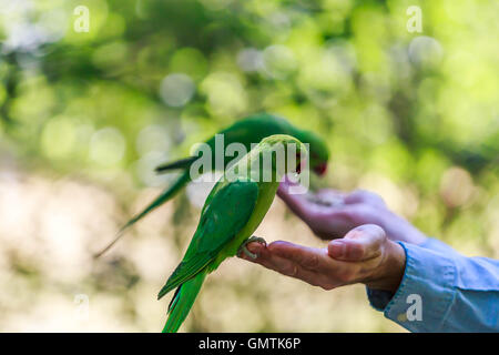 Ring-Hals Indien Sittich im Hyde Park von Hand fliegen rund um den Bereich gefüttert. Stockfoto