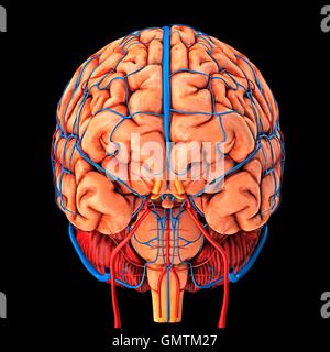 Gehirn-System und Blut Gefäßversorgung. Grafik zeigt das Gehirn mit Arterien (rot) und Venen (blau). Stockfoto