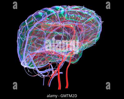 Gehirn-System und Blut Gefäßversorgung. Grafik zeigt das Gehirn mit Arterien (rot) und Venen (blau). Stockfoto