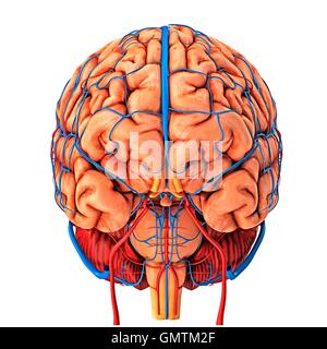 Gehirn-System und Blut Gefäßversorgung. Grafik zeigt das Gehirn mit Arterien (rot) und Venen (blau). Stockfoto