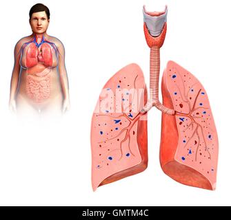 Darstellung der menschlichen Lunge Querschnitt. Stockfoto
