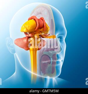 Darstellung der Anatomie des menschlichen Gehirns. Stockfoto