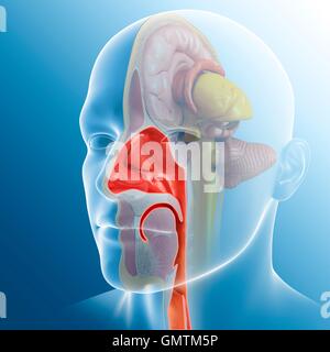 Illustration des menschlichen Nasenhöhle. Stockfoto