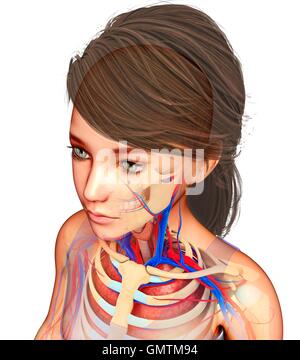 Illustration von Kopf und Schulter Anatomie. Stockfoto