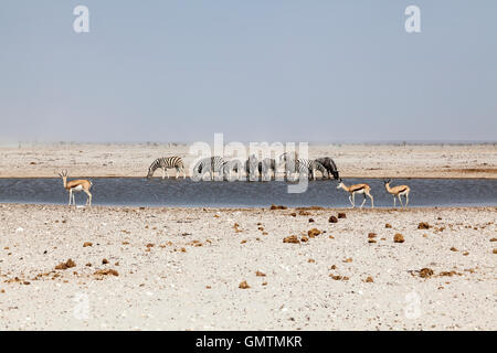 Zebras trinken am Wasserloch mit Springböcke, Etosha Nationalpark, Namibia Stockfoto