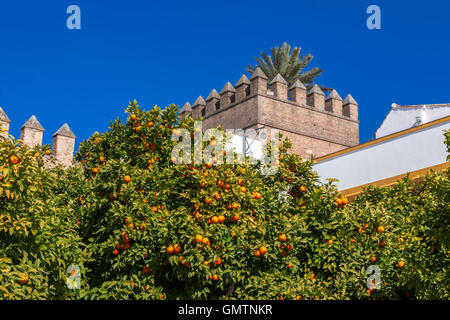 Orangenbäume und Zinnen: Plaza Patio de Banderas, Sevilla, Andalusien, Spanien Stockfoto