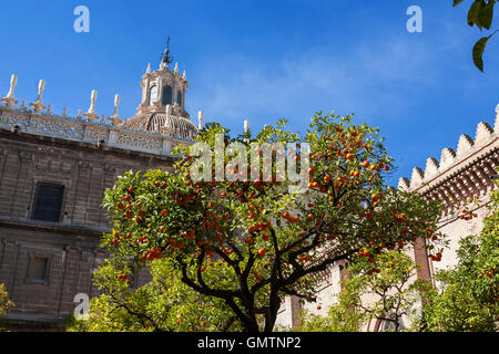 Der Patio de Los Naranjos oder Orange Tree Innenhof, Teil der Kathedrale Komplex, Sevilla, Andalusien, Spanien Stockfoto