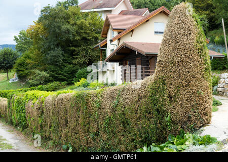 Kasten (Buxus) Baum Hecke beschädigt / entlaubt / gegessen & Box Baum Raupen (Cydalima Perspectalis) im Gurtband fallenden Stockfoto