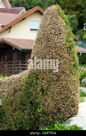 Kasten (Buxus) Baum Hecke beschädigt / entlaubt / gegessen & Box Baum Raupen (Cydalima Perspectalis) im Gurtband fallenden Stockfoto