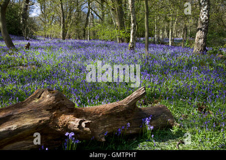 Middleton Woods, Skipton, Bluebell - Feder Stockfoto