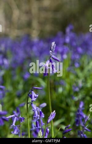 Middleton Woods, Ilkley, Bluebell Zeitpunkt Stockfoto