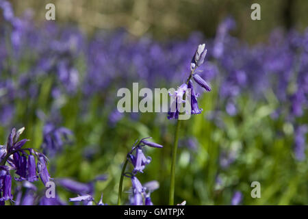 Middleton Woods, Ilkley, Bluebell Zeitpunkt Stockfoto