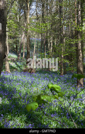 Middleton Woods, Ilkley, Bluebell Zeitpunkt Stockfoto