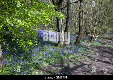 Middleton Woods, Ilkley, Yorkshire, bei Bluebell Time. VEREINIGTES KÖNIGREICH Stockfoto