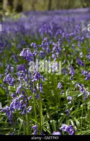 Middleton Woods, Ilkley, Bluebell Zeitpunkt Stockfoto