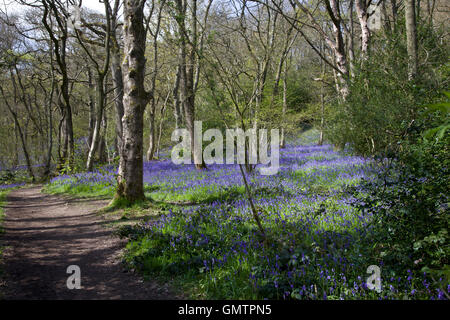 Middleton Woods, Ilkley, Bluebell Zeitpunkt Stockfoto