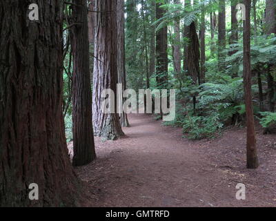 Kalifornischen Redwoods in Whakarewarewa Wald in Rotorua, Neuseeland Nord Insel Stockfoto