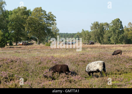 Deutsch-Heide bei Lueneburg Heath in der Nähe von Wilsede, Niedersachsen, Deutschland Stockfoto