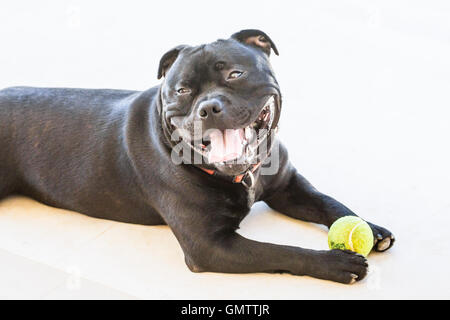 Staffordshire Bull Terrier Hund liegend auf weißen Fliesen halten einen Tennisball zwischen seinen Pfoten vor ihm. Er lächelt w Stockfoto