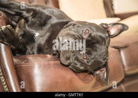 Schwarzer Staffordshire Bull Terrier Hund auf eine braune Ledercouch, Couch, mit seinem Kopf hängen von der Seite liegen. Er schaut an Stockfoto