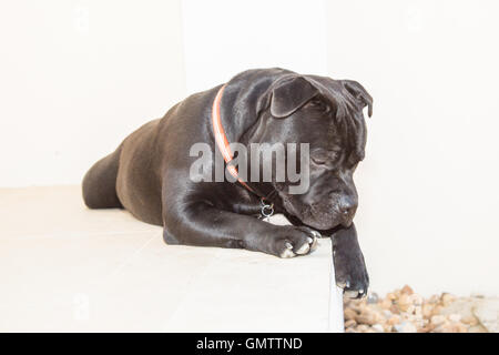 Porträt von einem Staffordshire Bull Terrier Hund liegend nach unten außen am weißen Stein. Er sucht sich den Schritt mit einem niedlichen Gesicht Stockfoto
