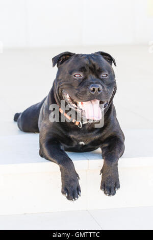 Staffordshire Bull Terrier Hund liegend auf einem weißen Schritt mit seinen Pfoten hängen über der Front, er ist entspannt und glücklich Stockfoto