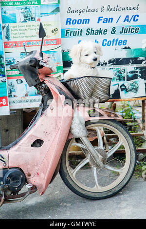 KO PHA NGAN - 11. Februar 2016: Hund auf dem Motorrad auf Ko Pha Ngan Insel in Thailand. Die Insel ist Teil des Samui Archipelag Stockfoto