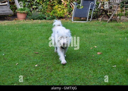 Kleine, weiße, süße Stammbaum interessiert Parson Jack Russell Terrier laufen, schnüffeln und Graben in einen englischen Garten mit Blick Stockfoto