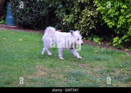 Kleine, weiße, süße Stammbaum interessiert Parson Jack Russell Terrier laufen, schnüffeln und Gähnen in einen englischen Garten mit Blick Stockfoto