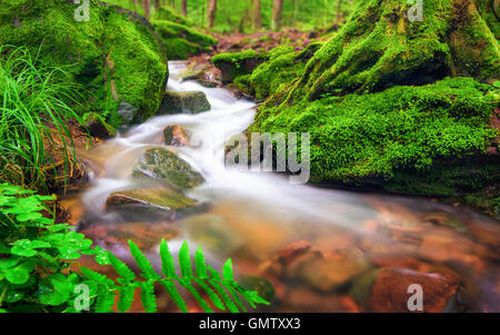 Nahaufnahme von einem kleinen Waldbach, das klare Wasser sanft durchströmt Moos bedeckt Waldboden Stockfoto