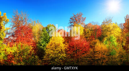 Panorama von bunten Bäumen und herbstliche Sonne in den klaren blauen Himmel Stockfoto