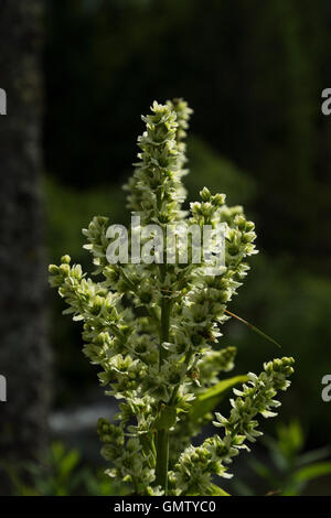 Veratrum Album, allgemein bekannt als Germer, ist eine giftige Heilpflanze von der Liliaceae. Stockfoto