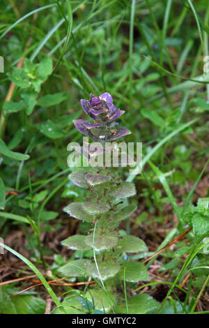 Ajuga Pyramidalis, allgemein bekannt als pyramidal Signalhorn ist eine blühende Pflanze der Gattung Ajuga in der Familie Lamiaceae. Stockfoto