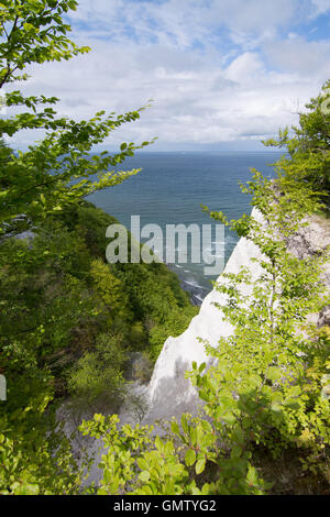 Koenigsstuhl, Könige Stuhl, ist der bekannteste Kreidefelsen auf der Stubbenkammer im Nationalpark Jasmund an der Ostsee Stockfoto