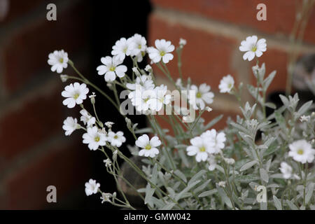 Snow-in-Summer (filziges Hornkraut) Blumen vor einem unscharfen Hintergrund von einer roten Backsteinmauer Stockfoto