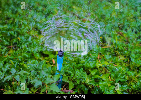 Sprinkler-Wasser im Garten arbeiten. Stockfoto